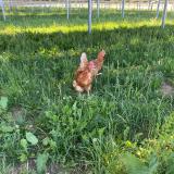 Glückliches Huhn Eichelshof